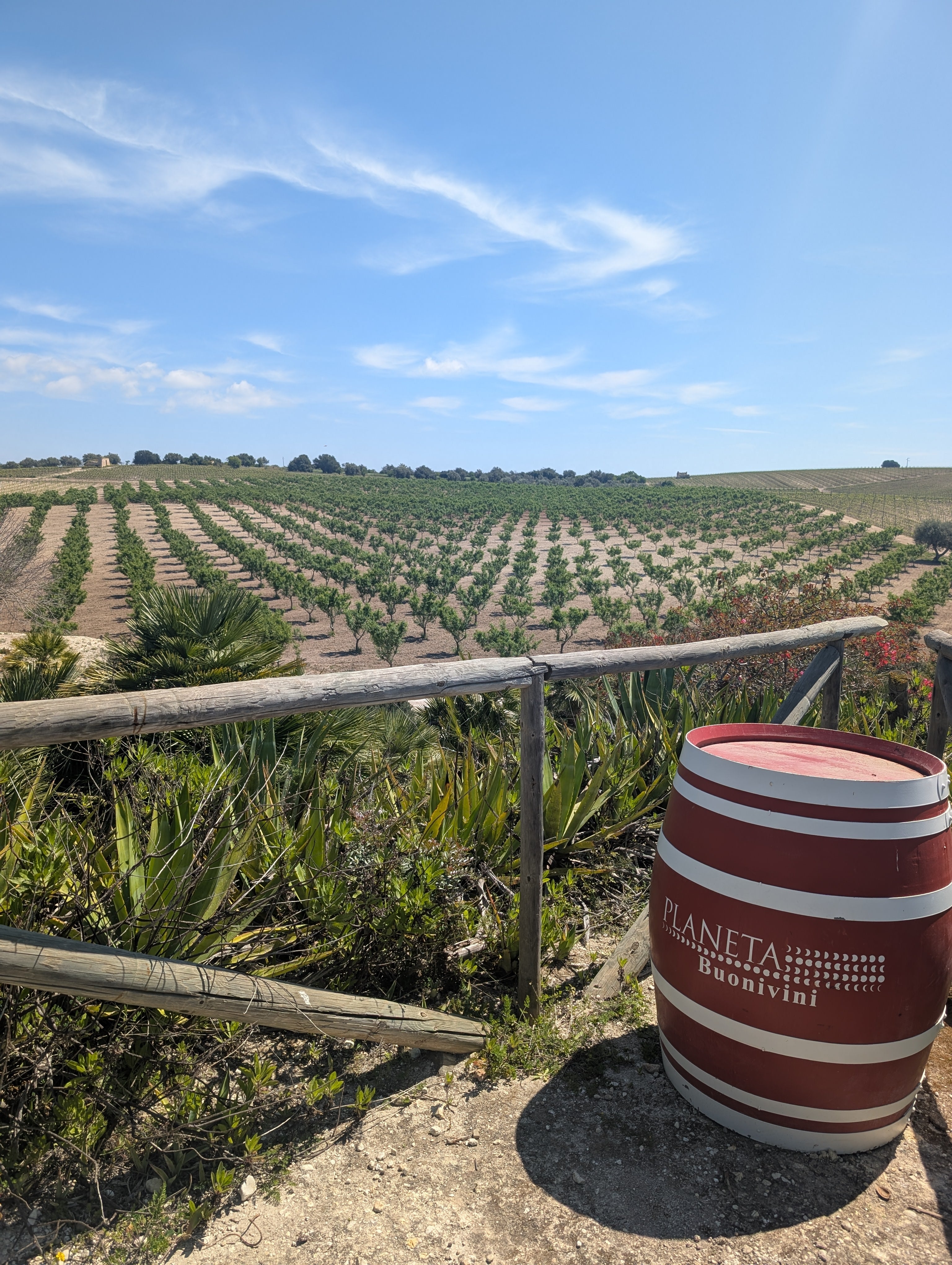 Planeta Buonivini: The Limestone Heart of Sicilian Nero d'Avola