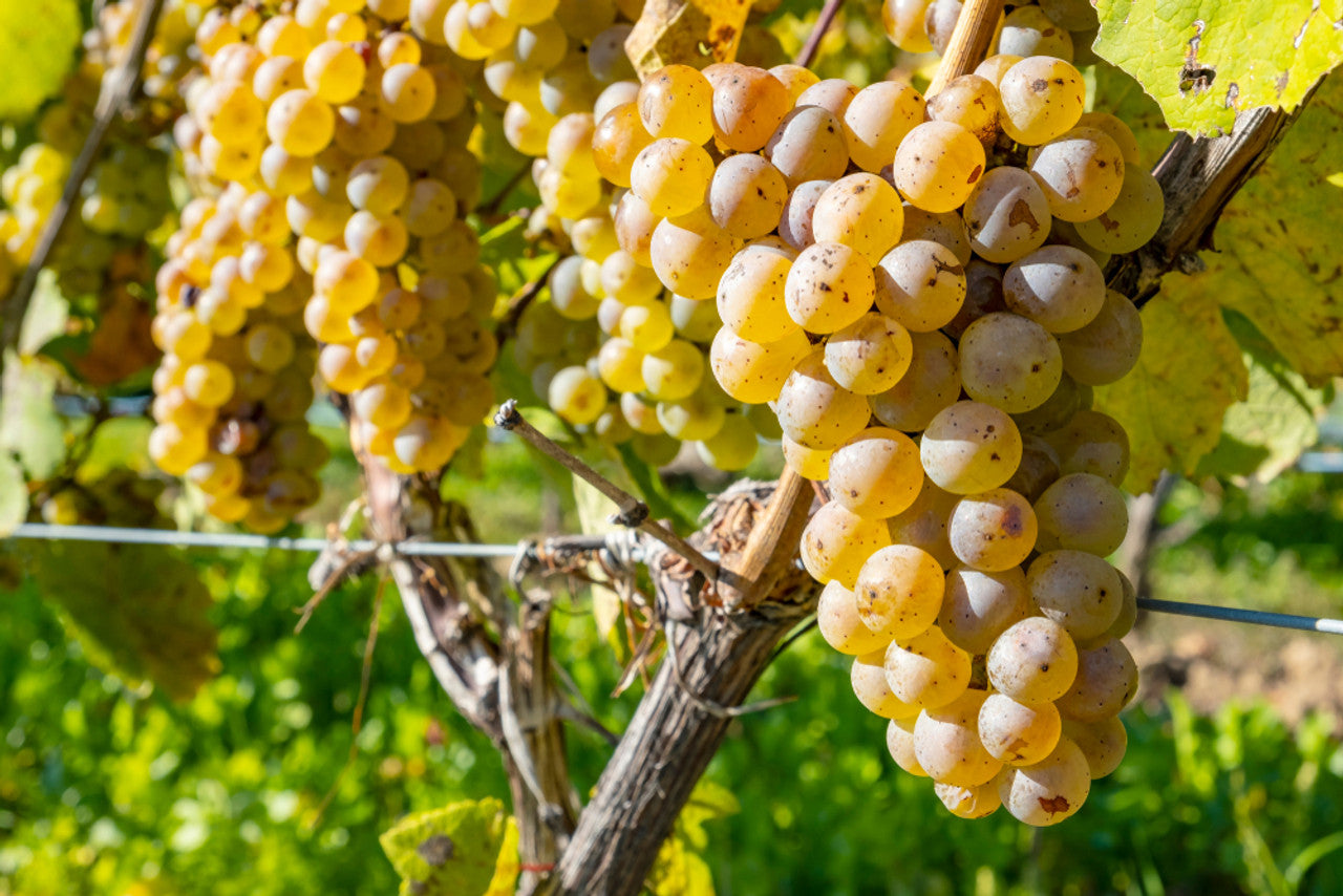 Blind Tasting Cheatsheet: Master of Wine Guide to Riesling