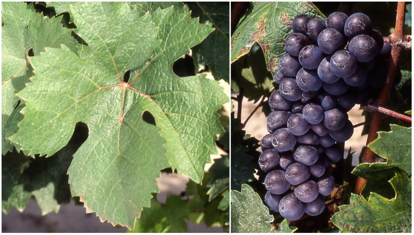 Pineau d'Aunis: The Royal History of a Peppery Loire Red Wine