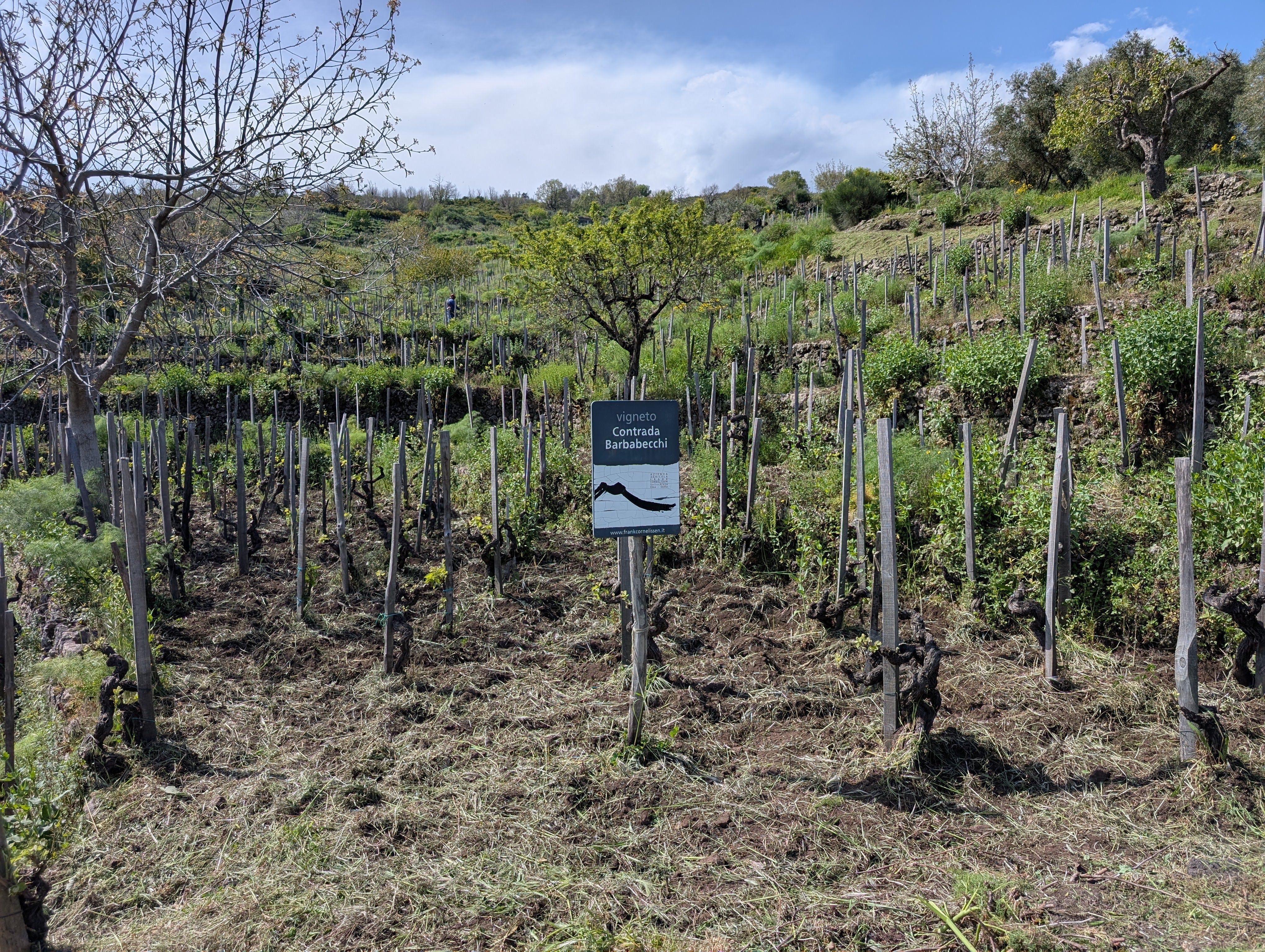 Frank Cornelissen: Radical Natural Winemaking on Mount Etna